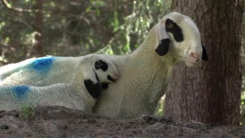 Sheeps plagued by Flies Video stock 119776082