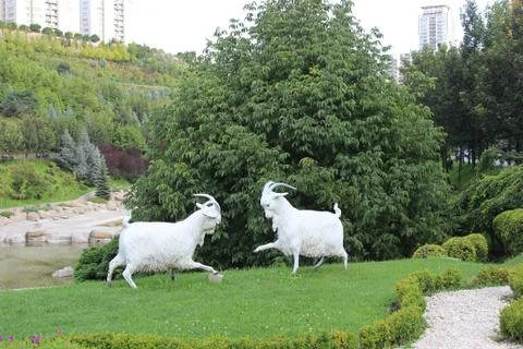 Sheeps Playing Foto stock