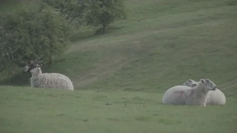 Sheeps relaxing in the grass Stock Footage 140385551