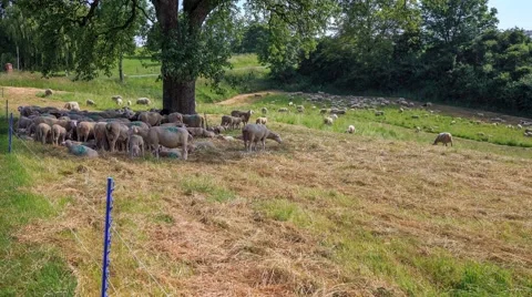 Sheeps relaxing in the shadow of a tree - Time Lapse Stock Footage