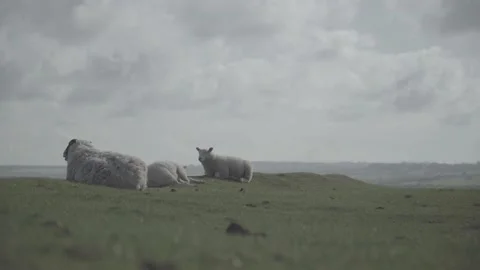 Sheeps relaxing under cloudy sky Stock Footage 140389782