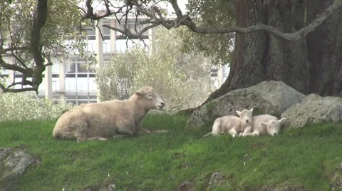 Sheeps reluxing under the tree 库存影片 30368402