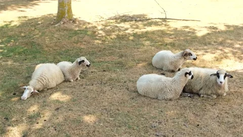 Sheeps resting in shade of tree on the ground at sunny day. Stock Footage 137776808