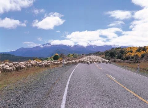Sheeps on Road Stock Photos