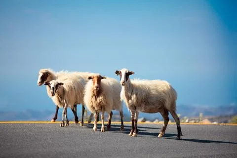 Sheeps on the road Stock Photos