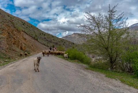 Sheeps on the Road Stock Photos