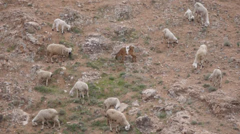 Sheeps in rock 스톡 동영상 37227918