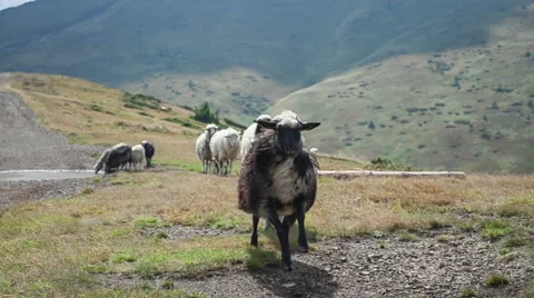 Sheeps run on the field in the mountains. Stock Footage 54684193