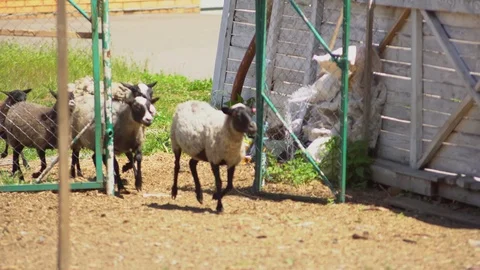 Sheeps running from the farm. Stock Footage 76492132