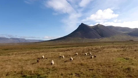 Sheeps running on a field toward a mountain Stock Footage 86152618