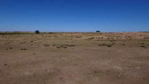 Sheeps running in herd in Inner Mongolia Stock Footage 132239119