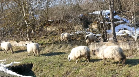 Sheeps Running Next To The Road Stock Footage 47006961