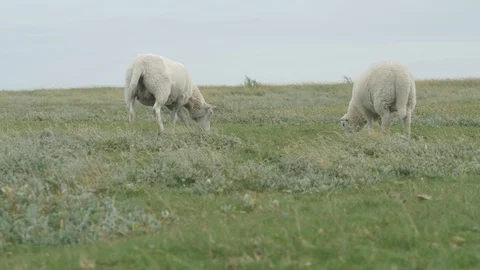 Sheeps at a salt meadow Stock Footage 94660822