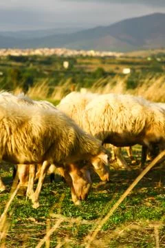 Sheeps in Sardinia Stock Photos
