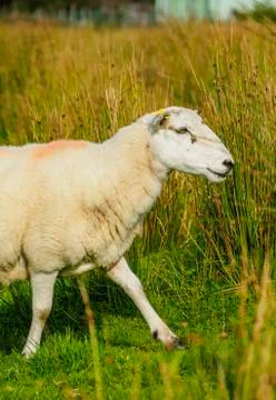 Sheeps in Scottish Highlands Stock Photos