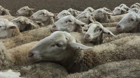 Sheeps seen from a car Stock Footage 76039554