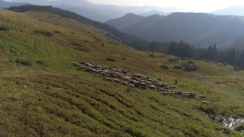 Sheep's sheep are sent to the mountains with a shepherd Stock Footage 97580919