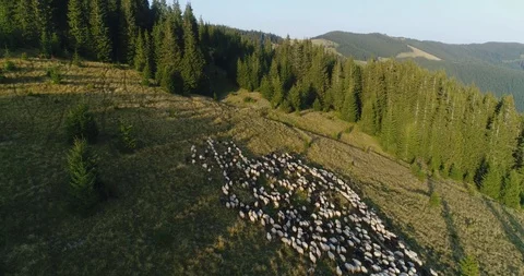 Sheep's sheep look from above Stock Footage 87871842