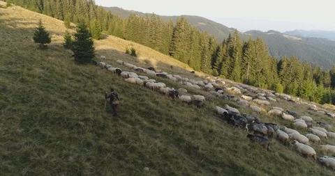 A sheep's sheep's sheep with a shepherd, a plan from above Stock Footage 87828000