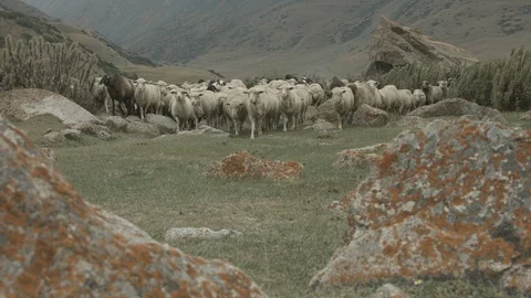 Sheeps &amp; Shepherds Video stock 108118101