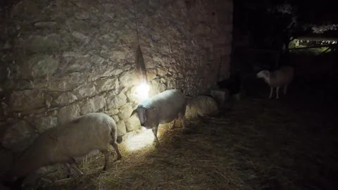 Sheeps in Sicily Stock-Footage 297216150