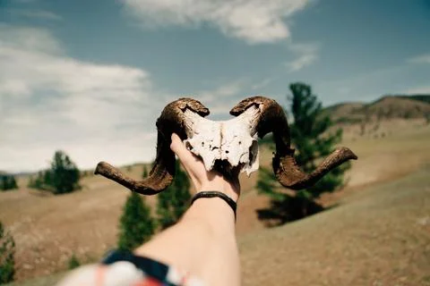 Sheep's skull in a hand Stock Photos