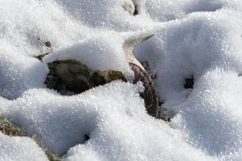Sheep's skull in snow Stock-Fotos
