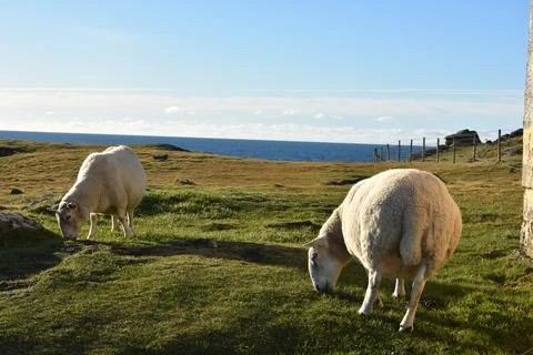 Sheeps skye Foto stock