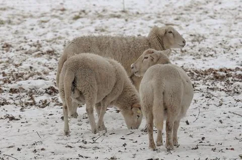 Sheeps in the snow Stock Photos