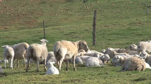 Sheeps, South Africa Stock Footage