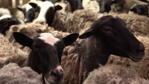 Sheeps standing in the herd, close up. Field, farming. Stock Footage 76433720