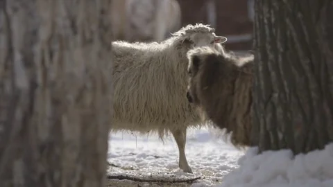 Sheep's standing in snow field Video stock 83864806