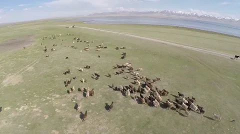 Sheeps in steppe 動画素材 41454766