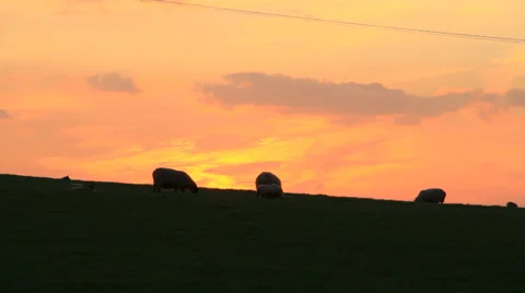 Sheeps in sunset Stock Footage 38599803