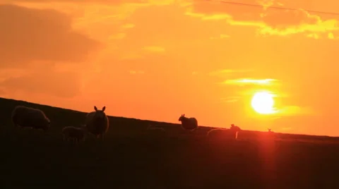 Sheeps in sunset Видео 38599839