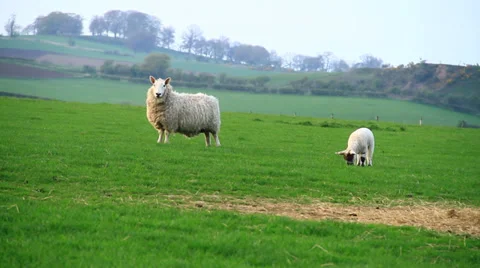 Sheeps in sunset Stock Footage 38599984