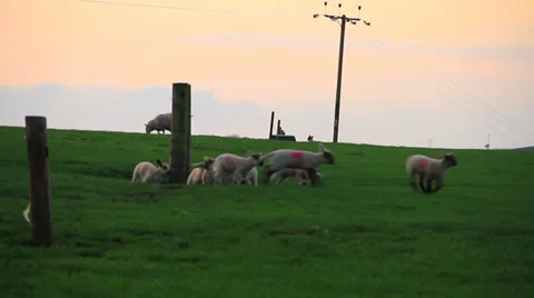 Sheeps in sunset 스톡 동영상 38600079