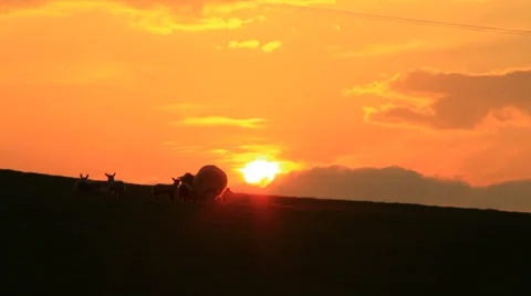Sheeps in sunset Video stock 38600455