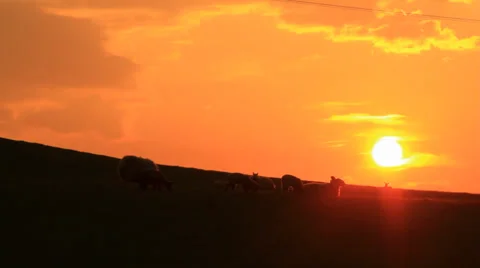 Sheeps in sunset Stock Footage 38600470