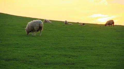 Sheeps in sunset Видео 38600503