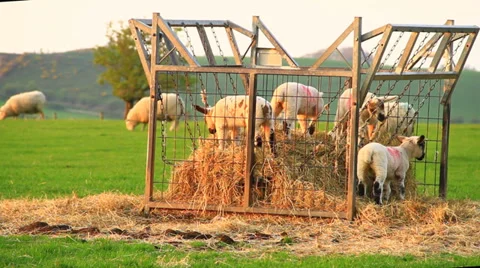 Sheeps in sunset Stock Footage 38600519