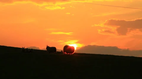 Sheeps in sunset Stock-Footage 38600538
