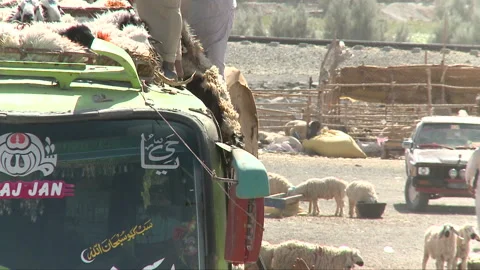 Sheeps tied with ropes on bus for illegal trade Stock Footage 202241925