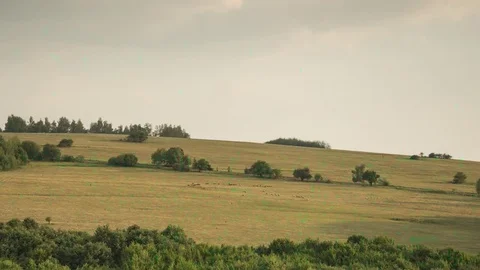 Sheeps timelapse Stock Footage 79996432