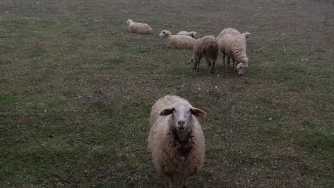 Sheeps under snow Stock Footage 172131999