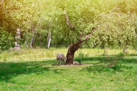Sheeps under the tree hidden from the hot sun Stock Photos