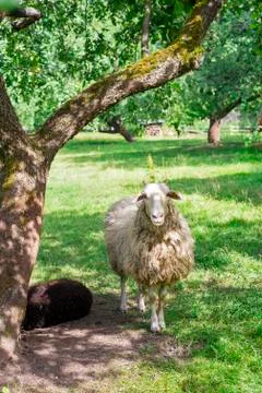 Sheeps under the tree hidden from the hot sun Stock Photos