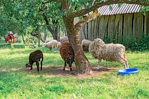 Sheeps under the tree hidden from the hot sun Stock Photos