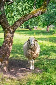 Sheeps under the tree hidden from the hot sun Stock Photos