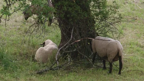 Sheeps under a tree on a mown meadow in summer Stock Footage 278973890